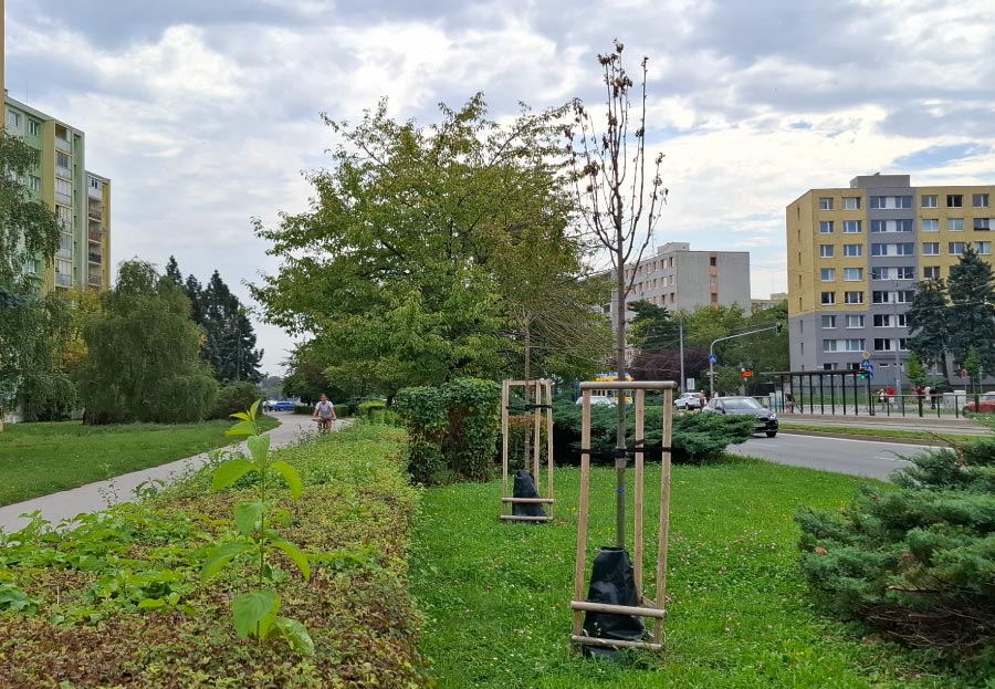 Viac vysadených stromov aj na triede SNP Košice